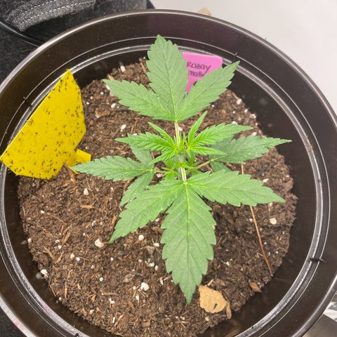 Rosie growlog timeline photo
