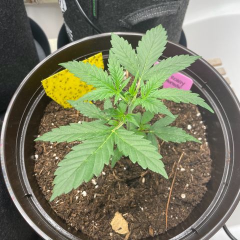 Rosie growlog timeline photo