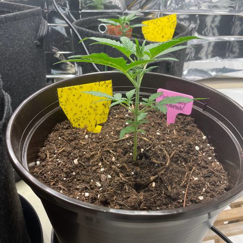 Rosie growlog timeline photo