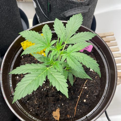 Rosie growlog timeline photo