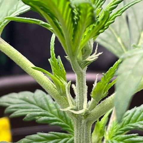 Rosie growlog timeline photo
