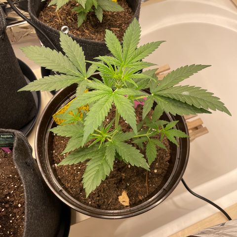 Rosie growlog timeline photo