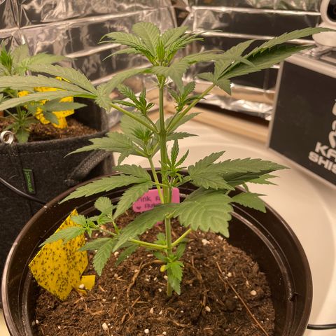 Rosie growlog timeline photo