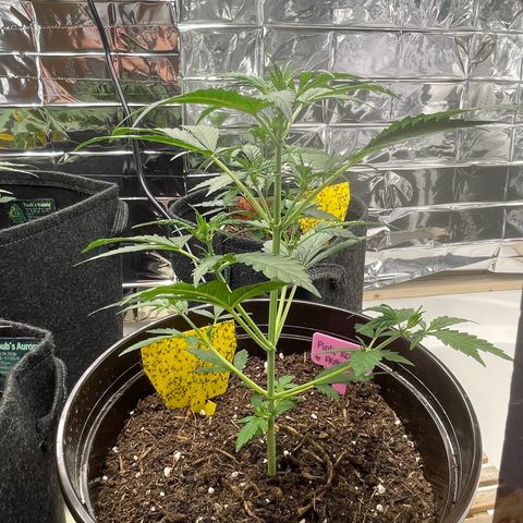 Rosie growlog timeline photo