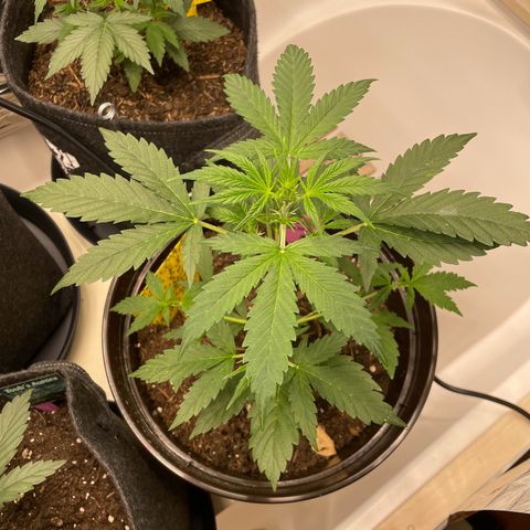 Rosie growlog timeline photo