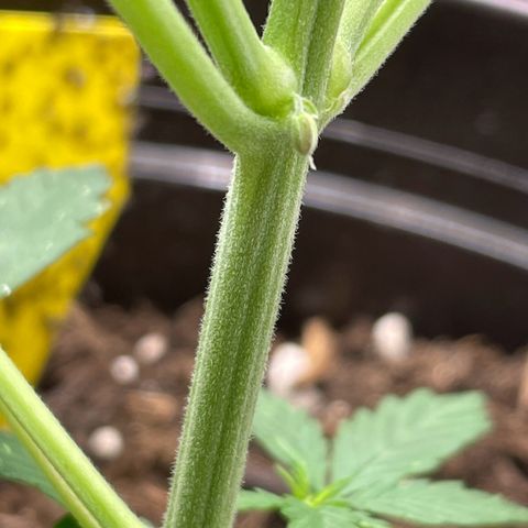 Rosie growlog timeline photo