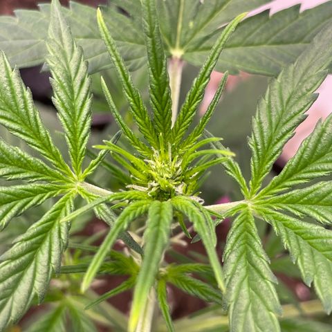 Rosie growlog timeline photo