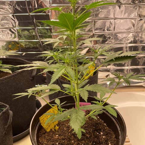 Rosie growlog timeline photo