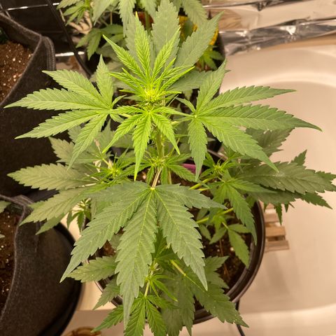 Rosie growlog timeline photo
