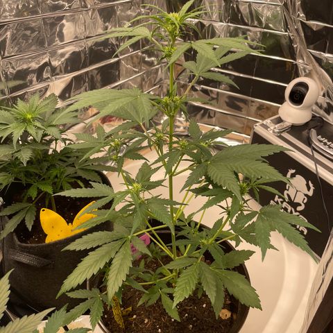 Rosie growlog timeline photo