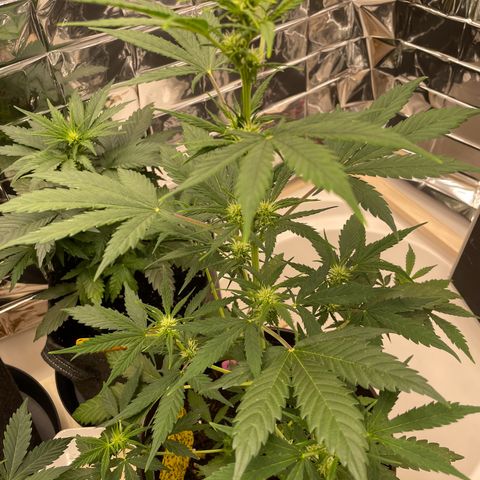 Rosie growlog timeline photo