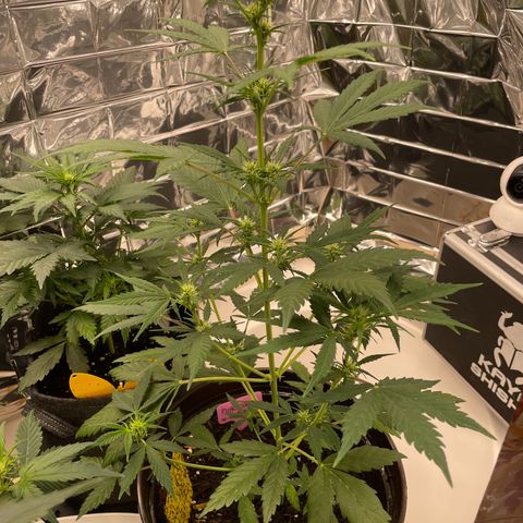 Rosie growlog timeline photo