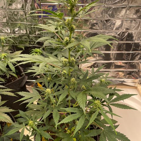 Rosie growlog timeline photo