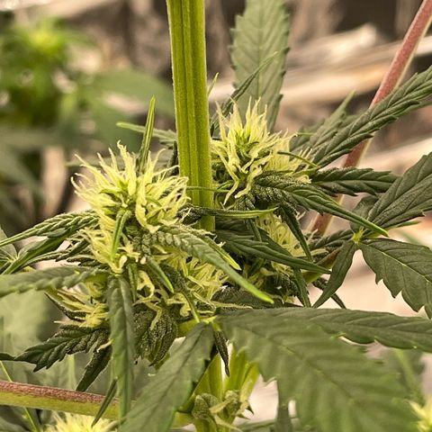 Rosie growlog timeline photo
