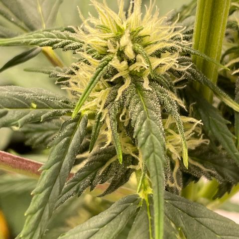 Rosie growlog timeline photo