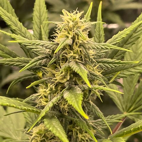 Rosie growlog timeline photo