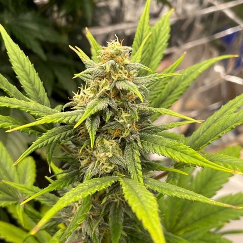 Rosie growlog timeline photo