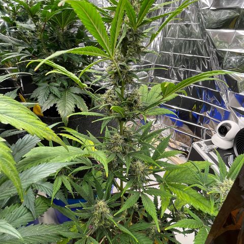Rosie growlog timeline photo