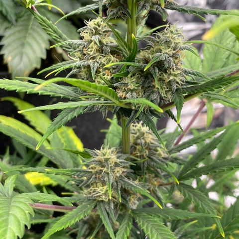 Rosie growlog timeline photo