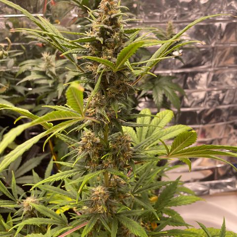 Rosie growlog timeline photo
