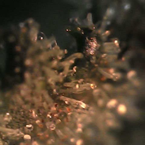 Rosie growlog timeline photo