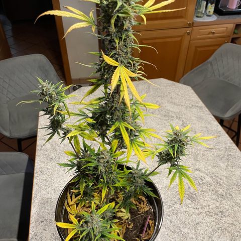 Rosie growlog timeline photo