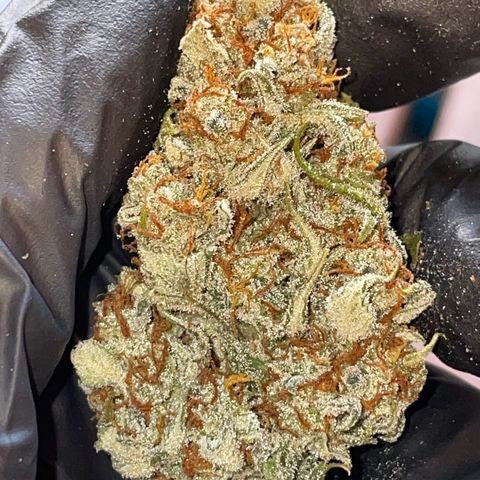 Rosie growlog timeline photo
