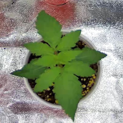 Shark Sherbet fast #4 5x5 SCROG growlog timeline photo