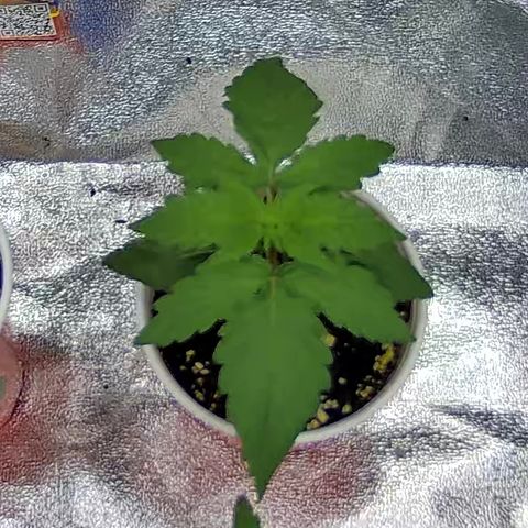 Shark Sherbet fast #4 5x5 SCROG growlog timeline photo