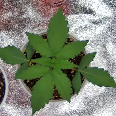Shark Sherbet fast #5 5x5 SCROG growlog timeline photo