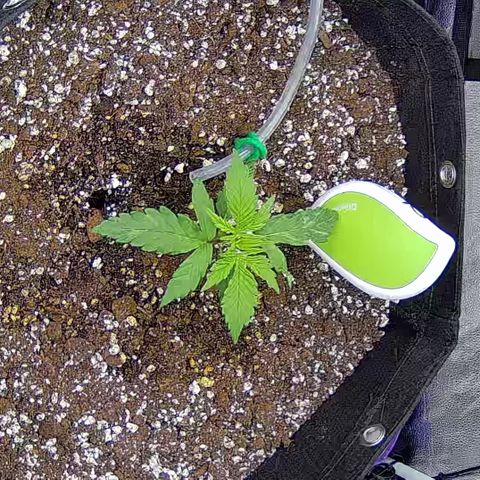 Bacio Gelato fast #2 5x5 SCROG growlog timeline photo