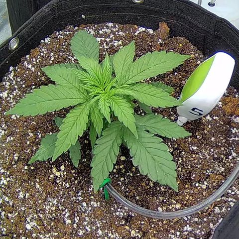 Shark Sherbet fast #5 5x5 SCROG growlog timeline photo