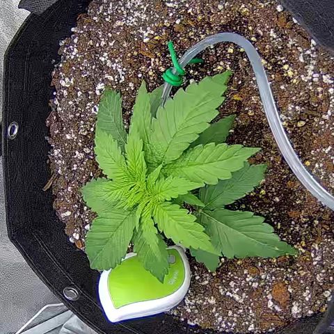 Shark Sherbet fast #4 5x5 SCROG growlog timeline photo