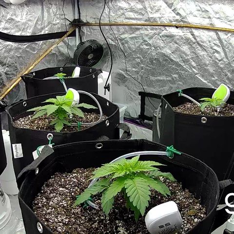 Bacio Gelato fast #2 5x5 SCROG growlog timeline photo