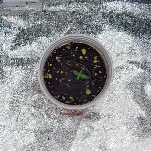 Bacio Gelato fast #3 5x5 SCROG growlog timeline photo