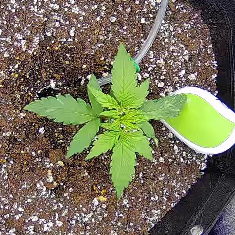 Bacio Gelato fast #2 5x5 SCROG growlog timeline photo