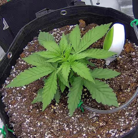 Shark Sherbet fast #5 5x5 SCROG growlog timeline photo