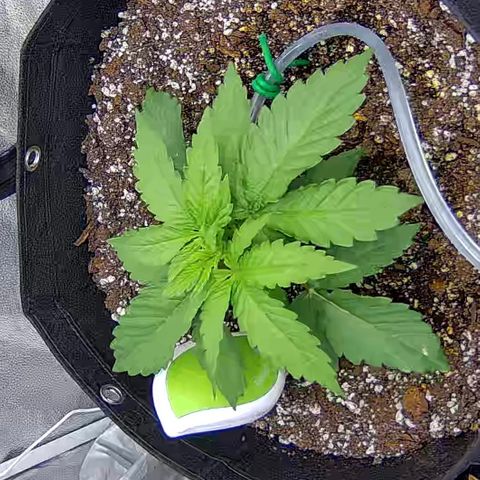 Shark Sherbet fast #4 5x5 SCROG growlog timeline photo