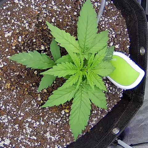 Bacio Gelato fast #2 5x5 SCROG growlog timeline photo