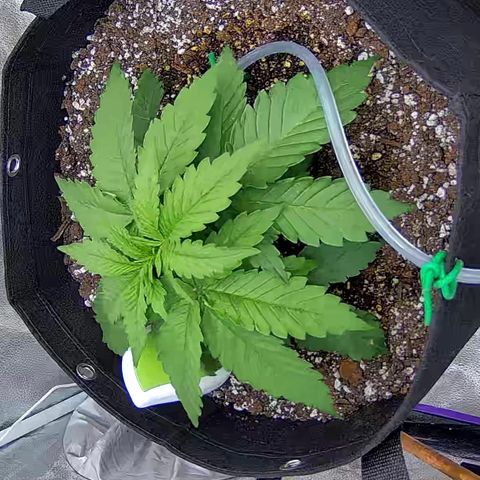 Shark Sherbet fast #4 5x5 SCROG growlog timeline photo
