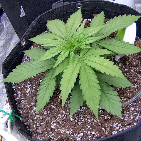 Shark Sherbet fast #5 5x5 SCROG growlog timeline photo