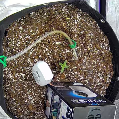 Bacio Gelato fast #3 5x5 SCROG growlog timeline photo
