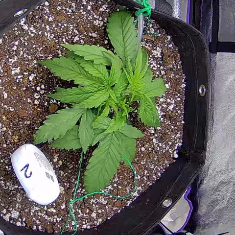 Bacio Gelato fast #2 5x5 SCROG growlog timeline photo