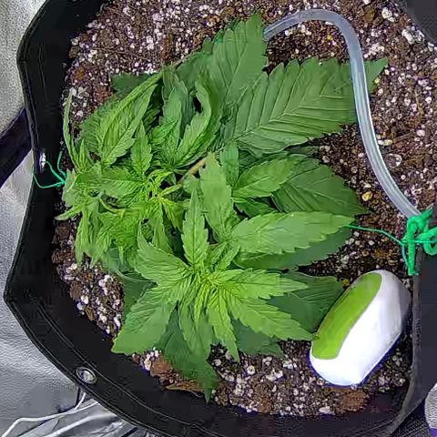 Shark Sherbet fast #4 5x5 SCROG growlog timeline photo