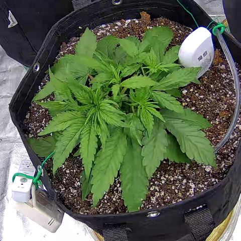 Shark Sherbet fast #5 5x5 SCROG growlog timeline photo