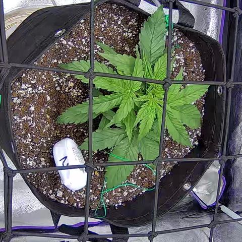 Bacio Gelato fast #2 5x5 SCROG growlog timeline photo