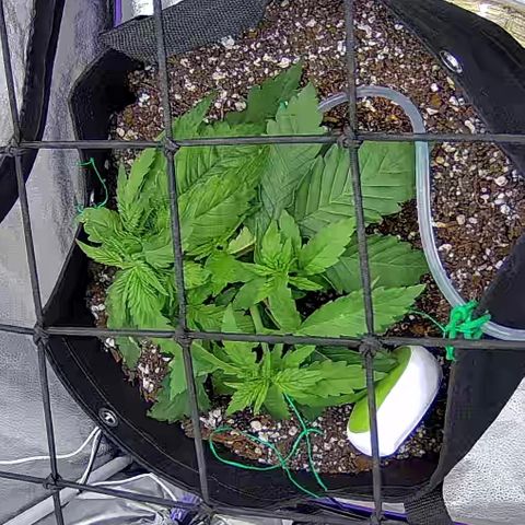 Shark Sherbet fast #4 5x5 SCROG growlog timeline photo