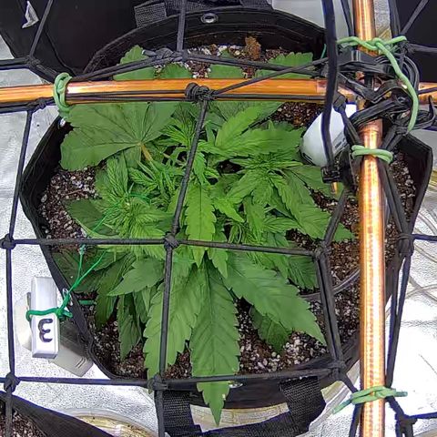 Shark Sherbet fast #5 5x5 SCROG growlog timeline photo