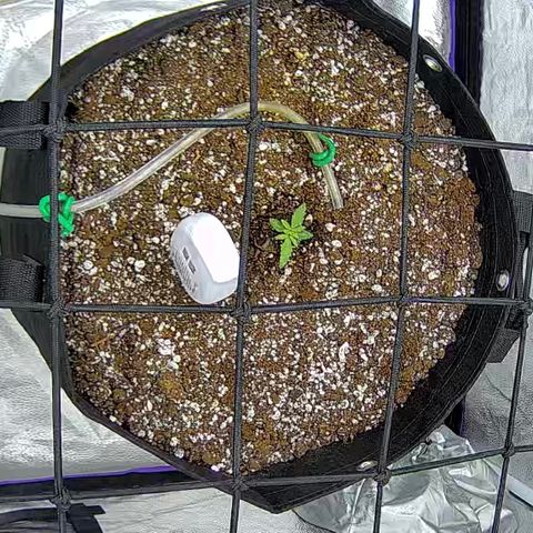 Bacio Gelato fast #3 5x5 SCROG growlog timeline photo