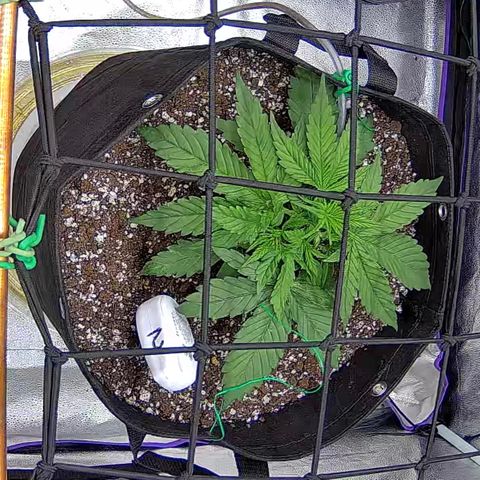Bacio Gelato fast #2 5x5 SCROG growlog timeline photo